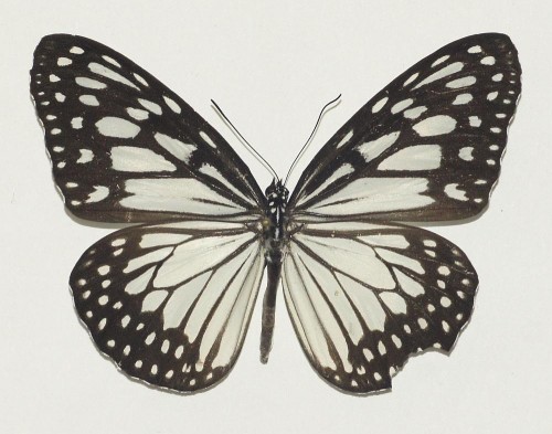 Motyl 3 67 mm.jpg