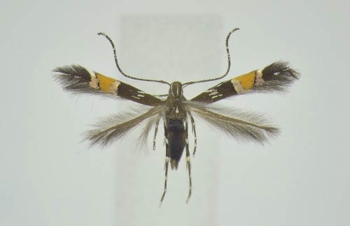 Cosmopterix pulchrimella CHAMBERS, 1875