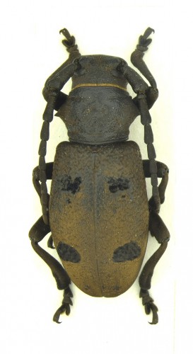 Herophila tristis (Linnaeus, 1767)