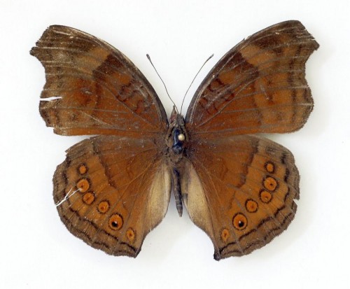 Motyl 3 55 mm.jpg