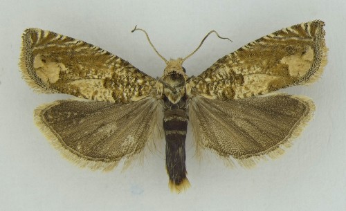 Pelochrista caecimaculana (HÜBNER, [1799]).jpg