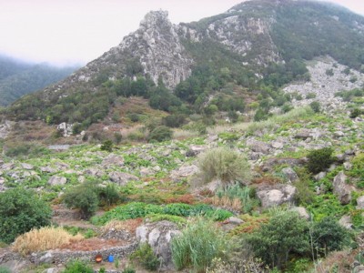 Góry Anaga, Vueltas de Taganana, laurisilva