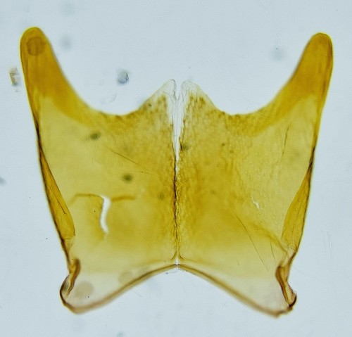 male genitalia (sternum 8)