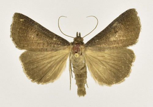 Lygephila procax (HÜBNER, [1809-1813]).JPG