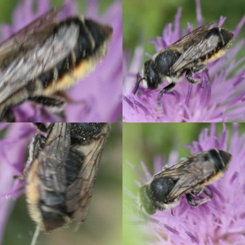 18) Poznałam, że to Megachile i starałam się zrobić zdjęcia tej szczoteczki, ale byłam w niewygodnej pozycji i oddaleniu :(