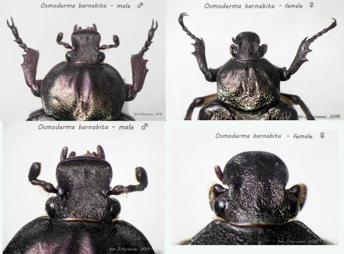 Osmoderma barnabita - male and female.jpg