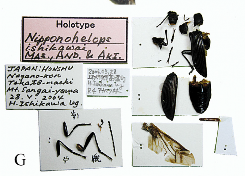 holotype_preparation.png