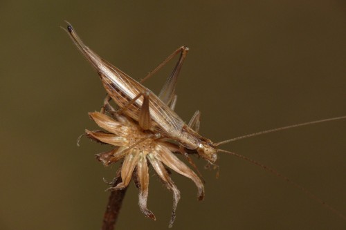 Nakwietnik trębacz (Oecanthus pellucens) - samica