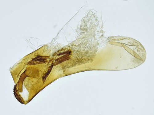 Abrostola triplasia (LINNAEUS, 1758)