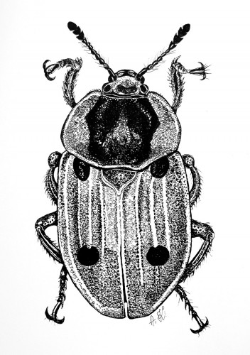 Silpha (Xylodrepa) quadripunctata Linnaeus, 1758.jpg
