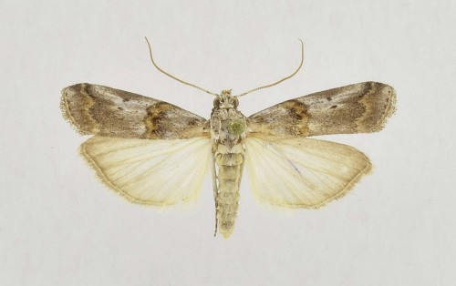 Pempelia albariella ZELLER, 1839.JPG