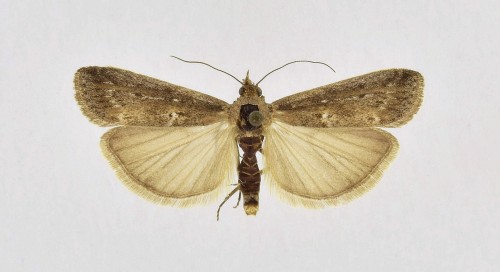Isauria dilucidella (DUPONCHEL, 1836).JPG