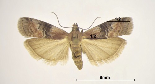Rhodophaea formosa (HAWORTH, [1811]) (2).JPG