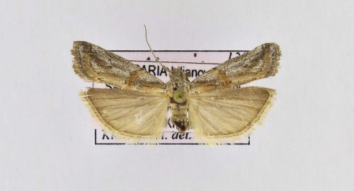 Asalebria florella (MANN, 1862).JPG