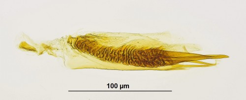 Delplanqueia dilutella (2).JPG