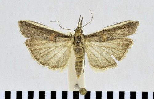 Etiella zinckenella (TREITSCHKE, 1832)-1.JPG