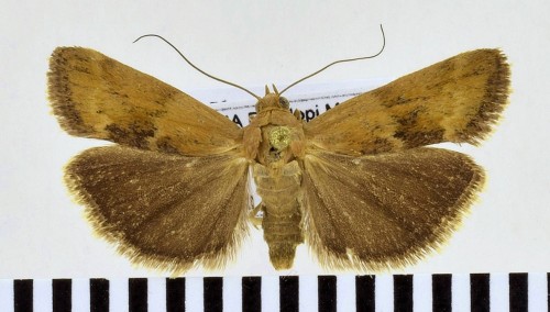 Pterothrixidia rufella (Duponchel, 1836)-1.JPG