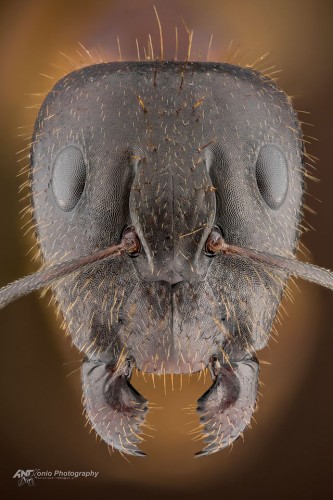 Camponotus sp z podrodzaju Tanaemyrmex.jpg