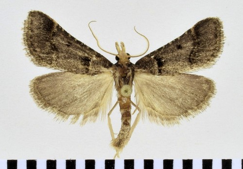 Stemmatophora brunnealis (TREITSCHKE, 1829)-1.JPG