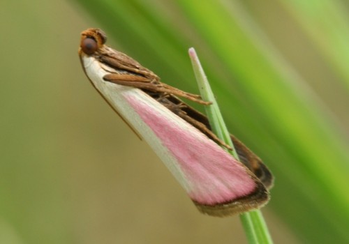 123. Eurhodope rosella imago.jpg