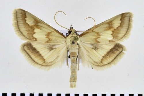 Ephelis cruentalis (GEYER, 1832).jpg