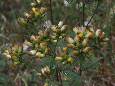 Inula conyze (Oman szlachtawa).jpeg
