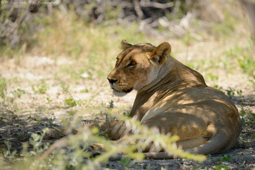 Lew afrykański (Panthera leo).