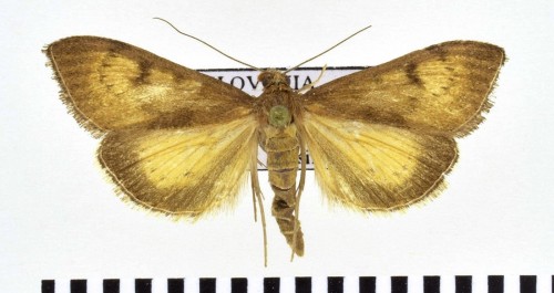 Uresiphita gilvata (FABRICIUS, 1794).JPG