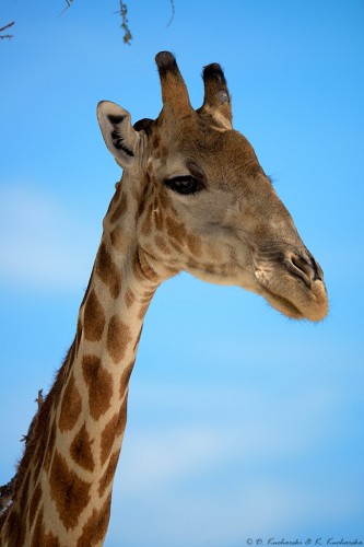 Żyrafa (Giraffa camelopardalis angolensis).