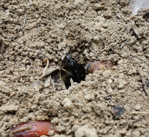 Głowa mrówki wystająca z mrowiska.jpg