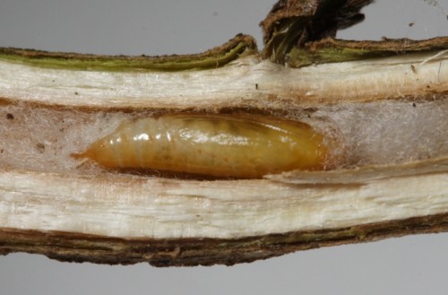 Euzophera cinerosella poczwarka.jpg