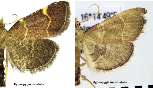 Hypsopygia rubidalis -incarnatalis.JPG