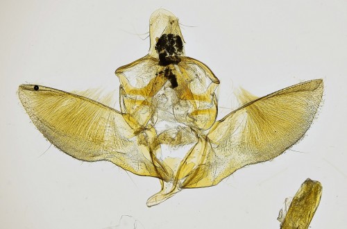 Hypsopygia incarnatalis (ZELLER, 1847) (2).JPG