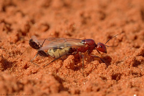 Camponotus sp. przyłapane &quot;in flagranti&quot;.