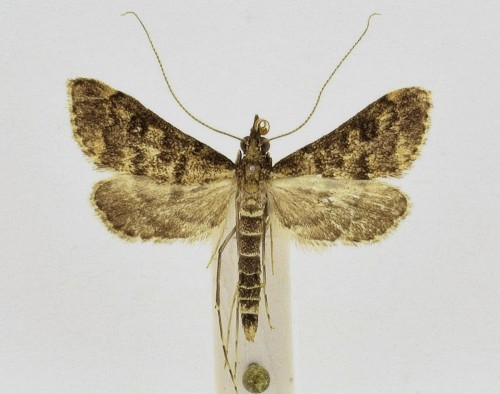 Dolicharthria bruguieralis (DUPONCHEL, [1833])-1.JPG