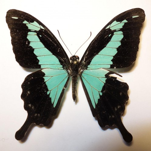 Papilio phorcas.jpg