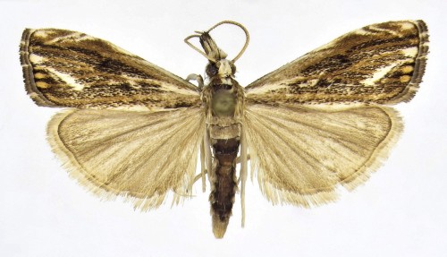 Catoptria verellus (ZINCKEN, 1817).JPG
