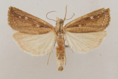 Friedlanderia cicatricella - samiec