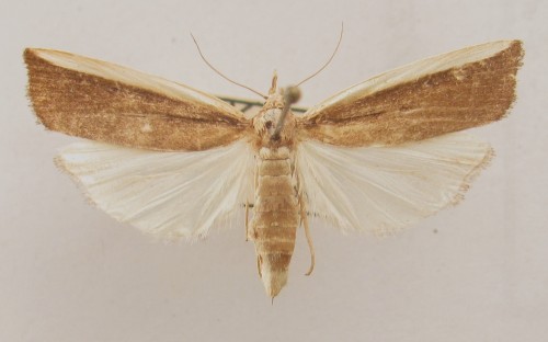 Friedlanderia cicatricella - samica