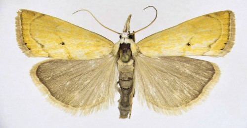 Xanthocrambus saxonellus (ZINCKEN, 1821).jpg