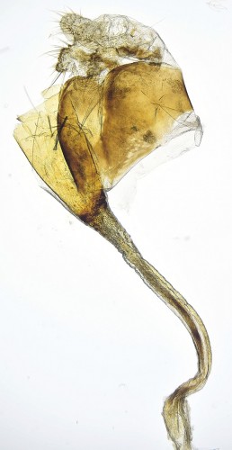 Crambus uliginosellus (2).JPG