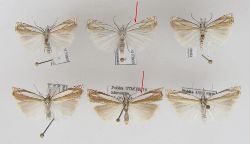 Perłowa plama wyraźnie odchodzi od przedniego brzegu skrzydła w połowie jego długości - uliginosellus<br />albo delikatnie biegnie wzdłuż skrzydła, odchodząc na około 1/3 od nasady - pascuella