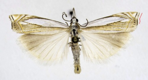 wyraźny ząb na wierzchołku skrzydła - pascuella