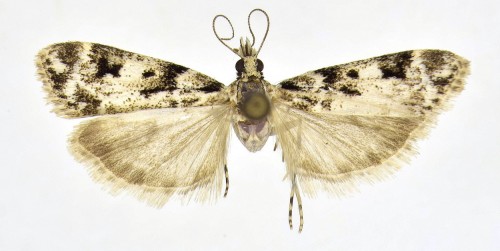 Eudonia delunella (STAINTON, 1849).jpg