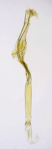 Eudonia delunella (STAINTON, 1849)-1.jpg