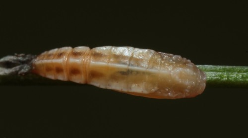 Elachista bifasciella poczwarka 1.JPG