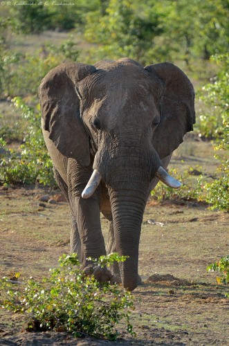 Słoń afrykański (Loxodonta africana).