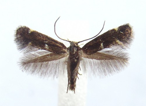 Elachista alpinella - samiec