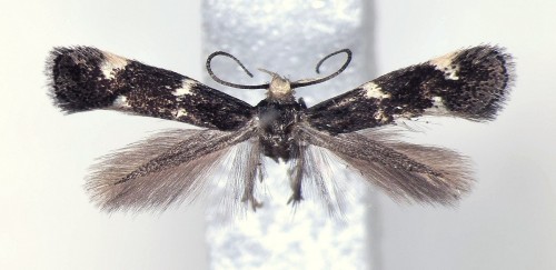 Elachista albifrontella (HÜBNER, [1817]).jpg