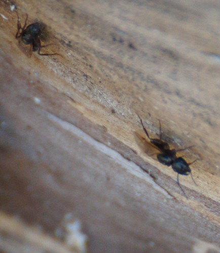 mrówki.jpg